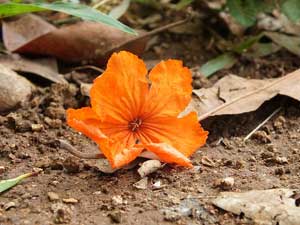 grounding and earthing