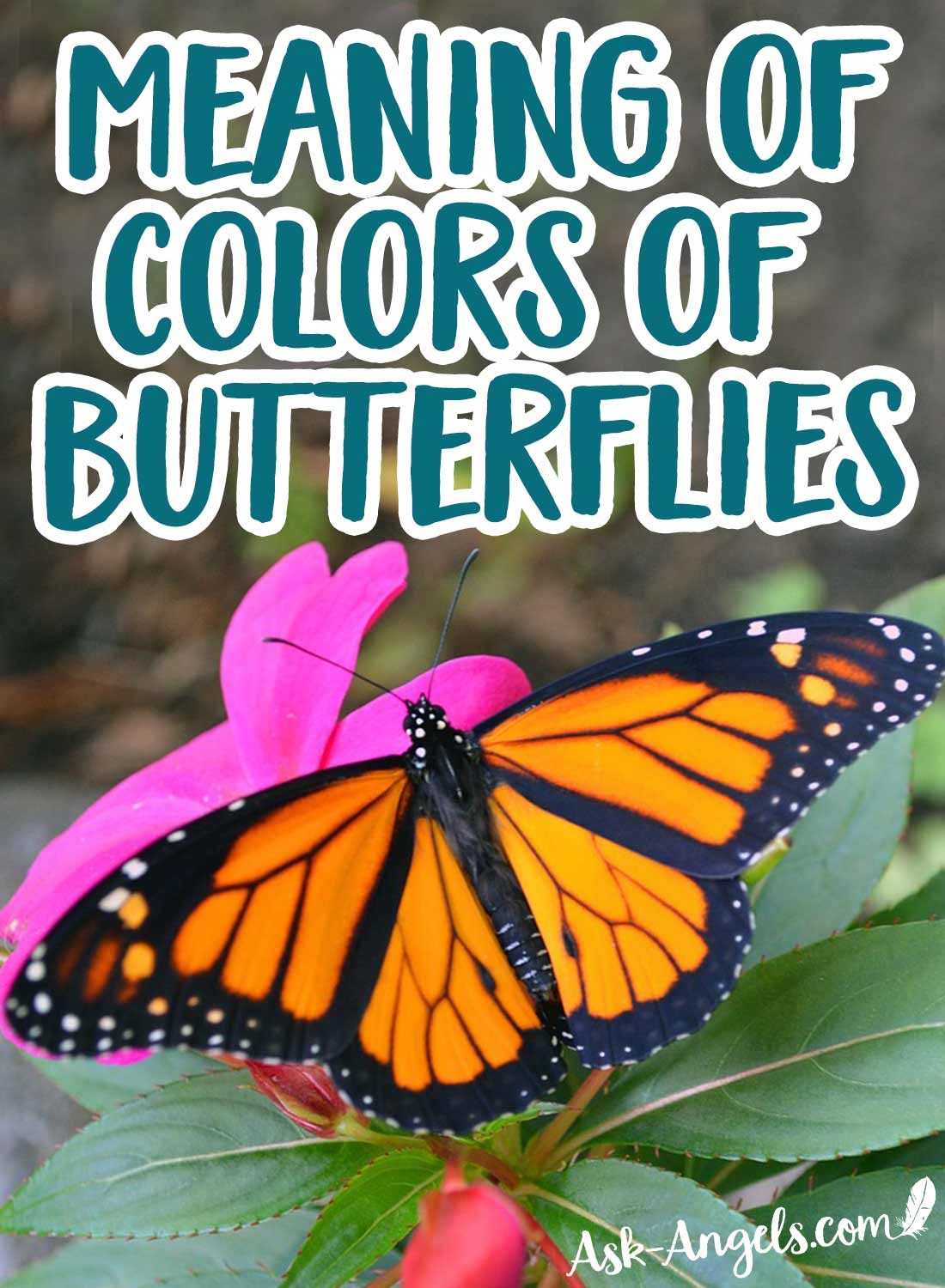 Meaning of Certain Colors of Butterflies