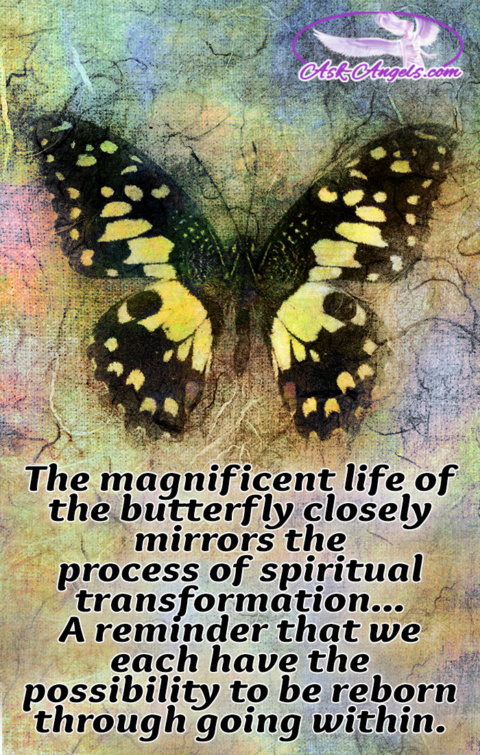 The magnificent life of the butterfly closely mirrors the process of spiritual transformation... A reminder that we each have the ability to be reborn through going within. Learn more about the spiritual meaning of butterflies and what they mean for you. #signs #nature #beautiful