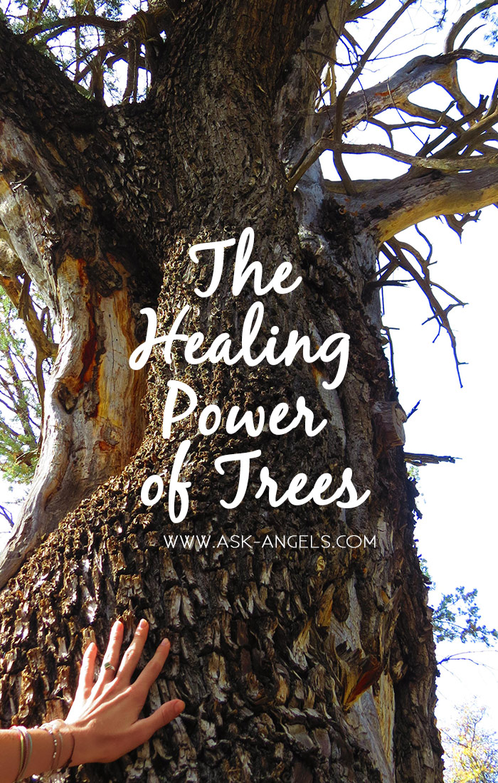 The Healing Power of Trees