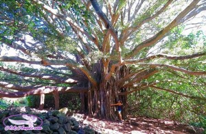 Healing Power of Trees