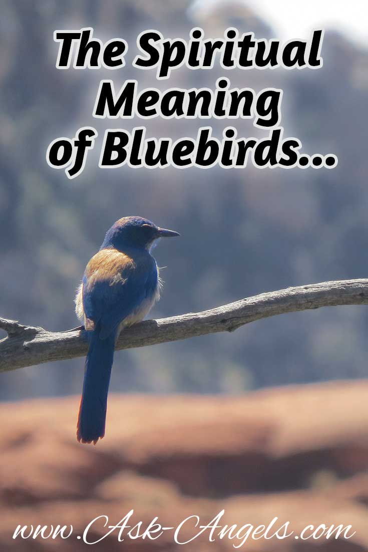 Bluebird Meaning