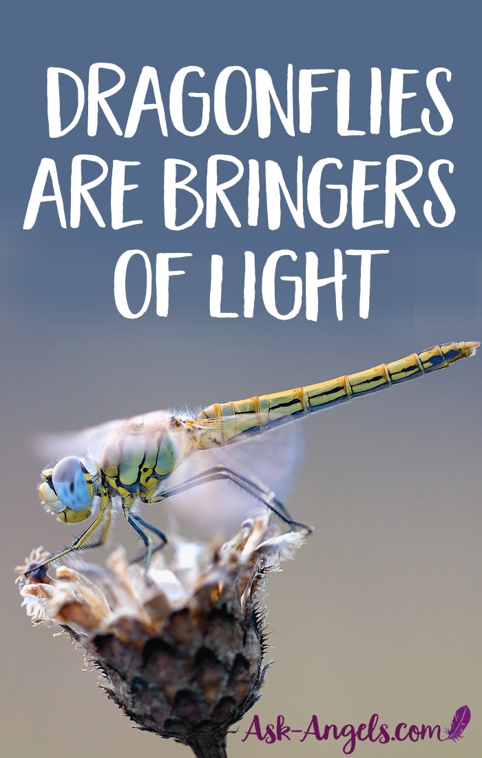 Dragonflies are Bringers of Light