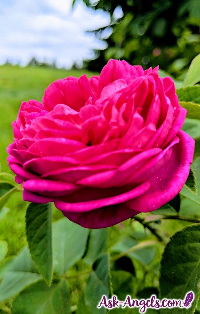 Stop and Smell the Roses! This beautiful rose photo brings the reminder to pause, return to love and focusing on the beauty of life and nature, and to simply be. #roses #beautiful