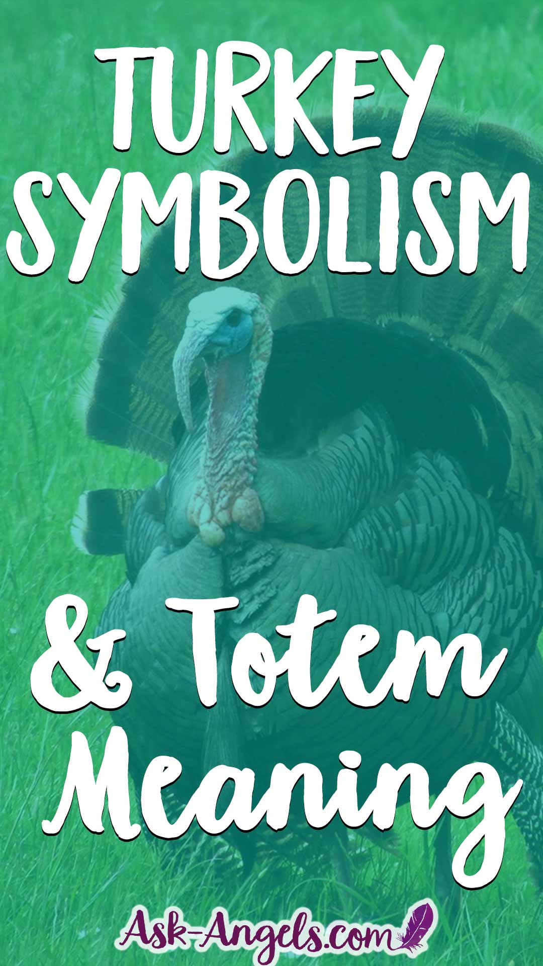 Turkey Symbolism and Totem Meaning