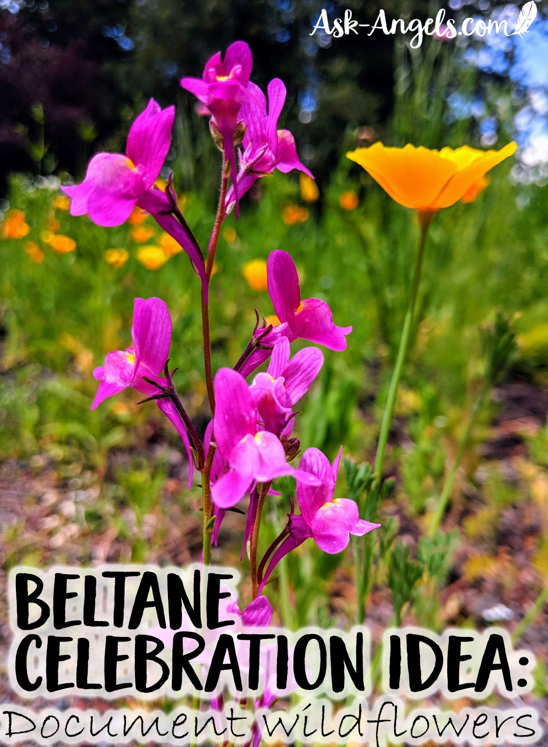 Beltane Celebration Idea: Document Wildflowers