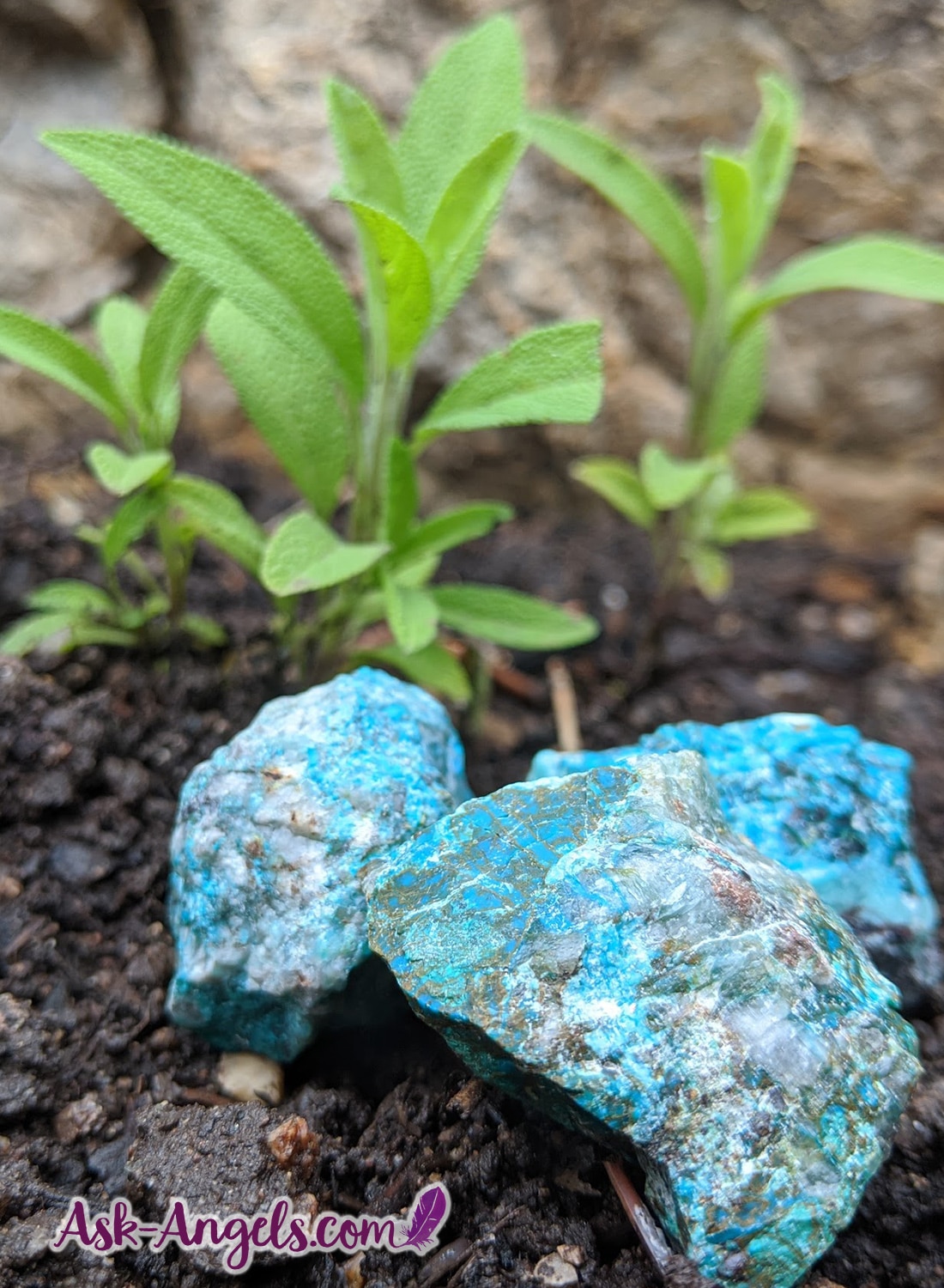 Chrysocolla in the Garden