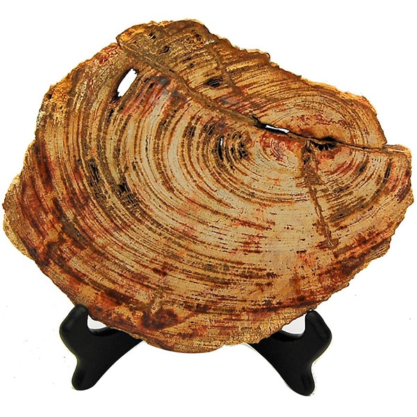 Petrified Wood Slab