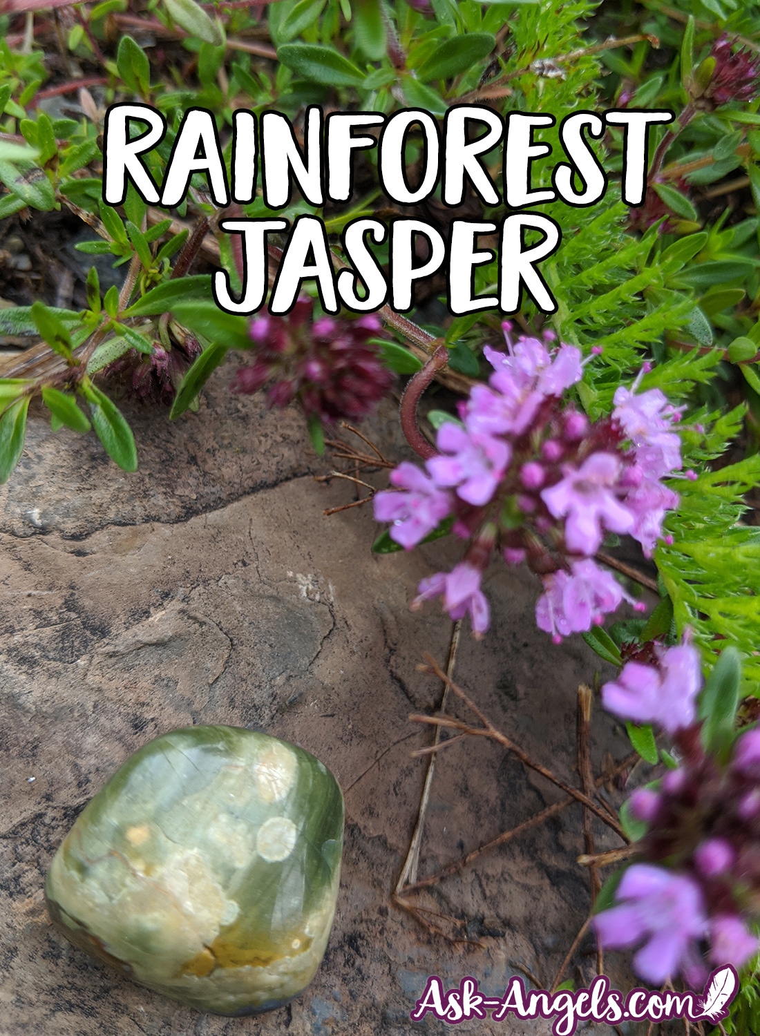 Rainforest Jasper in the Garden