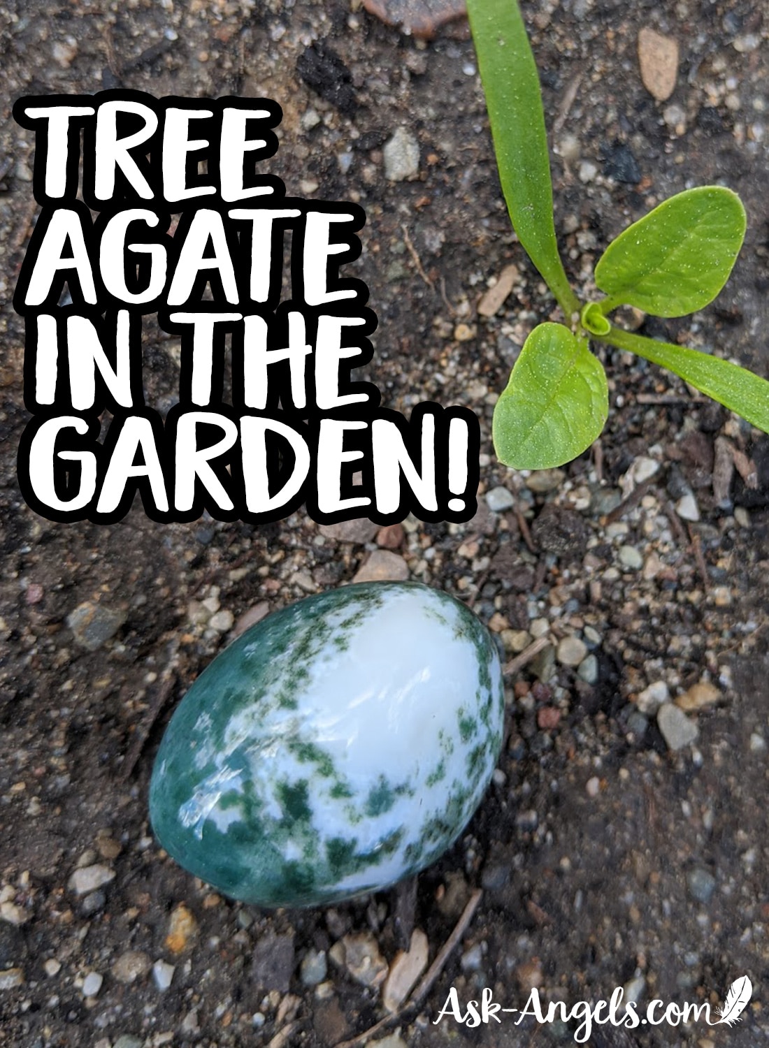 Tree Agate In The Garden